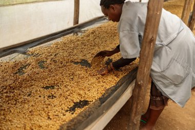 Side view of African American woman stirring coffee beans during honey process. Rwanda