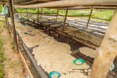 Close up of washing station with tables with coffee beans in region of Rwanda