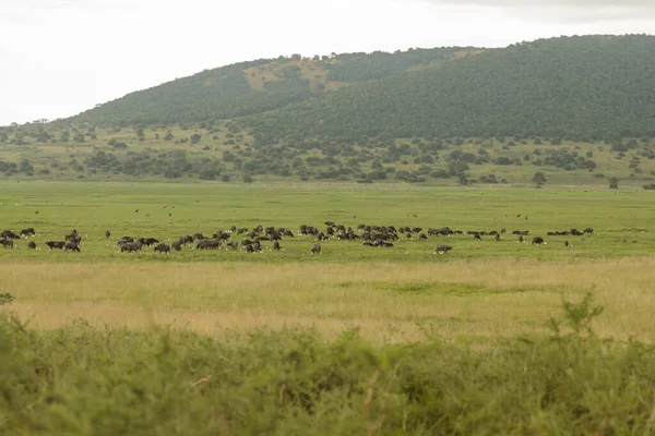 Стадо Буйволів Пасуться Зеленому Полі Африканському Національному Парку — стокове фото