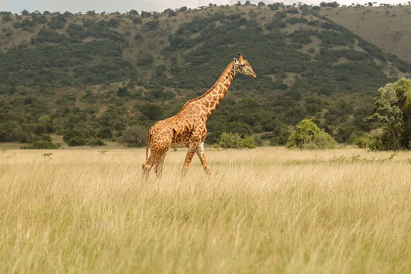 Giraffe Walking Savannah Landscape Sunset South Africa — Foto Stock