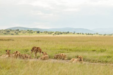 Herd of cougars resting on a field in dry grass in a national park in Africa