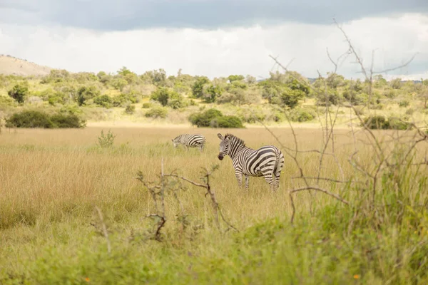 Two Zebras Resting Eating Grass Dry Grasslands — Foto Stock