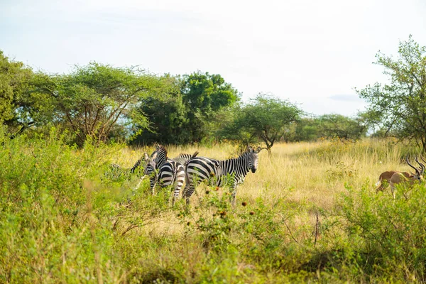 Plains Zebras Natural Habitat South Africa — Foto Stock