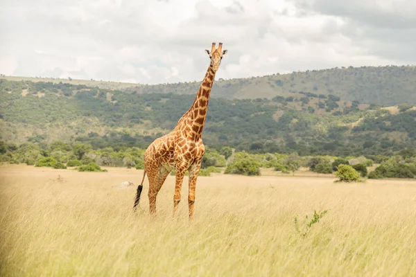 Giraffe Standing Field Dry Grass Mountains Background — Stock Fotó