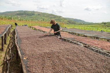 Male traveler taking dried coffee beans outdoors while standing near table at farm