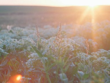 field of wheat in the sunset. natural background.