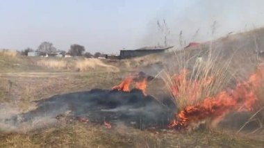 Fire, burning bushes, nature