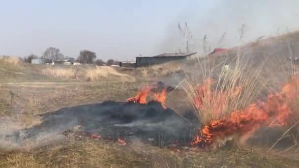 Fire Burning Bushes Nature — Stockvideo