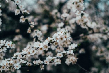 spring flowers in the garden on a sunny day.