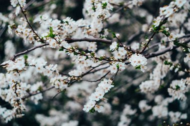 spring white flowers on the tree in the garden