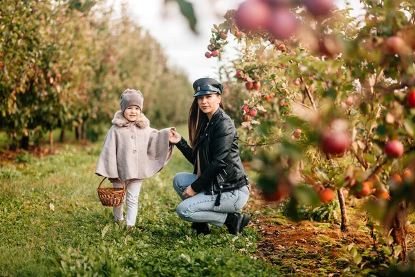Mom and her baby girl walking and picking apples in the garden. harvesting autumn. apple orchard, wild garden — Stock Photo, Image