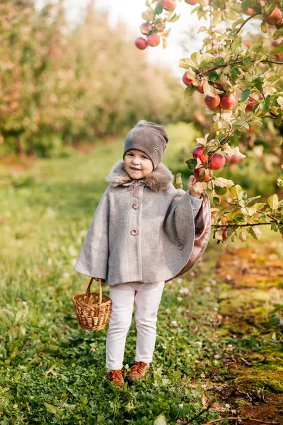 Милая маленькая девочка собирает яблоки на зеленом фоне травы в солнечный день — стоковое фото