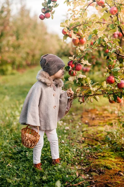 Cute little girl picking up apples in a green grass background at sunny day — Stock Photo, Image