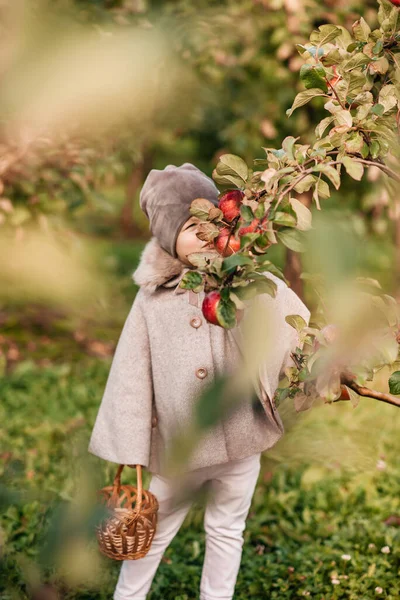 Cute little girl picking up apples in a green grass background at sunny day — Stock Photo, Image