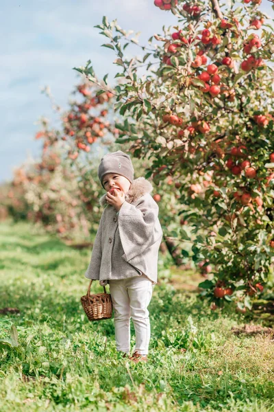 Linda niña recogiendo manzanas en un fondo de hierba verde en el día soleado —  Fotos de Stock