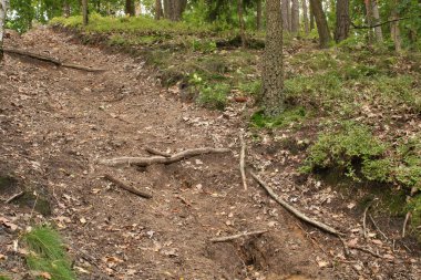 Ağaç gövdesi, düşen yapraklar, ormandaki sonbahar, kabarık ağaç kökleri..