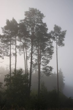 Puslu bir ormandaki gündoğumu.