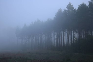 Puslu bir ormandaki gündoğumu.