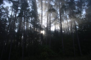 Puslu bir ormandaki gündoğumu.