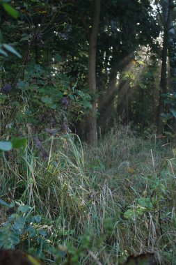 Puslu bir ormandaki gündoğumu.