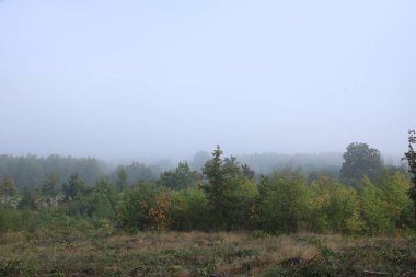 Puslu bir ormandaki gündoğumu.