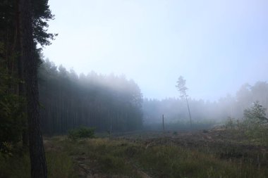 Puslu bir ormandaki gündoğumu.