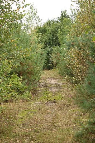 Tronco Árboles Hojas Que Caen Otoño Bosque Raíces Árboles Que — Foto de Stock