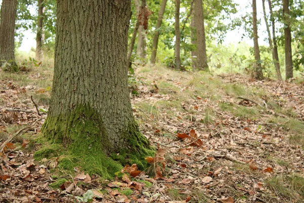 Tronco Árboles Hojas Que Caen Otoño Bosque Raíces Árboles Que — Foto de Stock