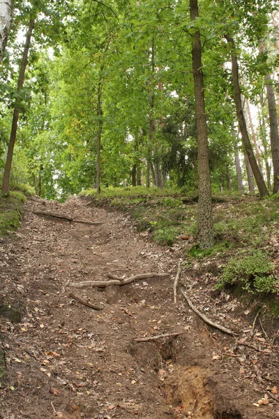 Tronco Árboles Hojas Que Caen Otoño Bosque Raíces Árboles Que — Foto de Stock