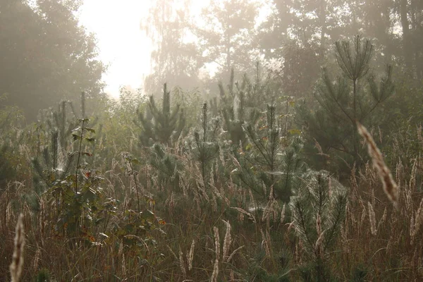 Puslu bir ormandaki gündoğumu.