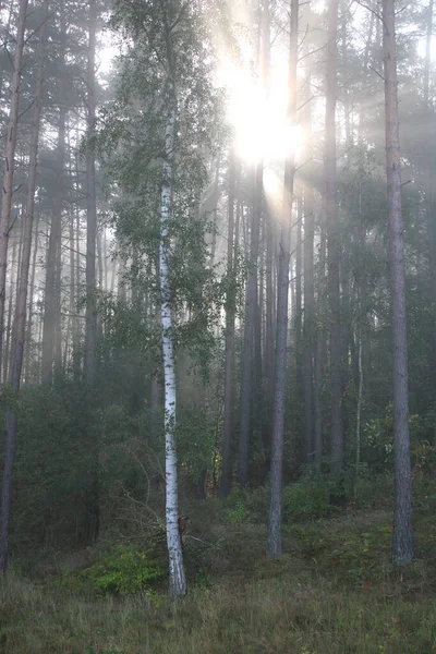 Lever Soleil Dans Une Forêt Brumeuse — Photo