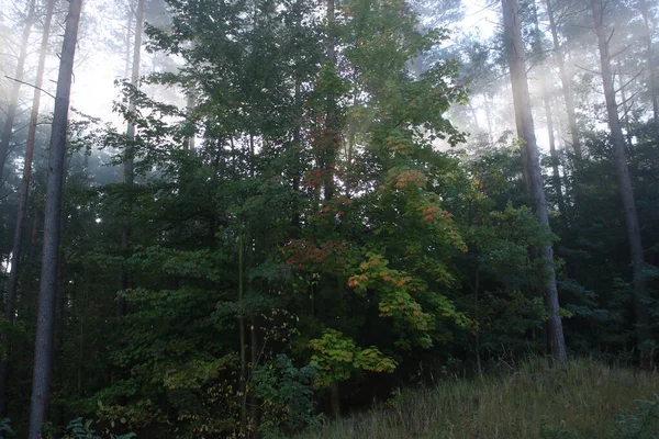 Puslu bir ormandaki gündoğumu.