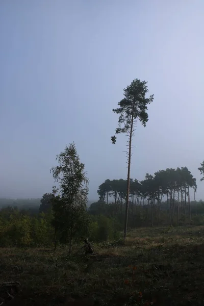 Lever Soleil Dans Une Forêt Brumeuse — Photo