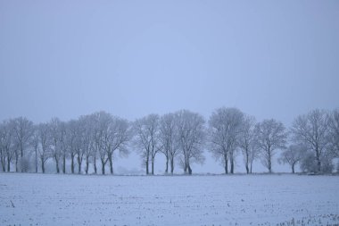 Ormanda karla kaplı ağaçlar.