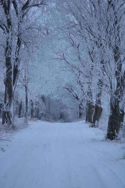 森の中の雪に覆われた木 — ストック写真