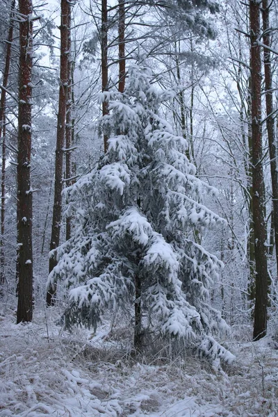 Снігові Покриті Дерева Лісі — стокове фото