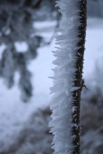 森の中の雪に覆われた木 — ストック写真