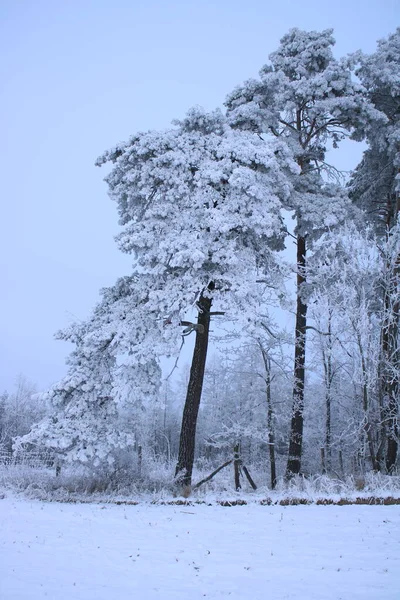 Besneeuwde Bomen Het Bos — Stockfoto