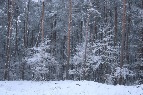 Besneeuwde Bomen Het Bos — Stockfoto