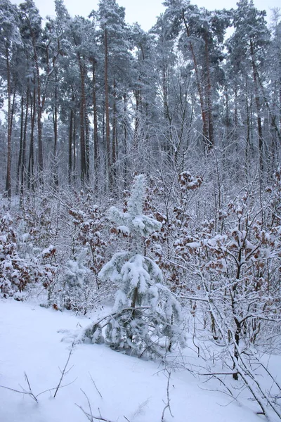 Besneeuwde Bomen Het Bos — Stockfoto