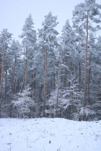 Besneeuwde Bomen Het Bos — Stockfoto