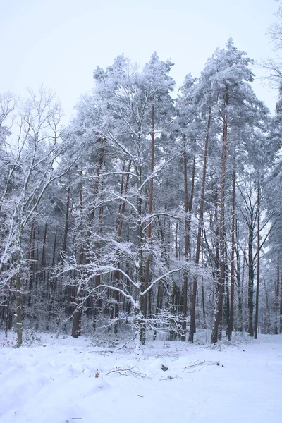 Besneeuwde Bomen Het Bos — Stockfoto