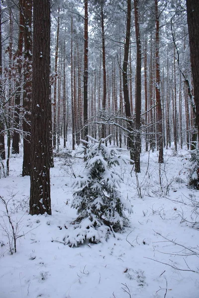 Besneeuwde Bomen Het Bos — Stockfoto