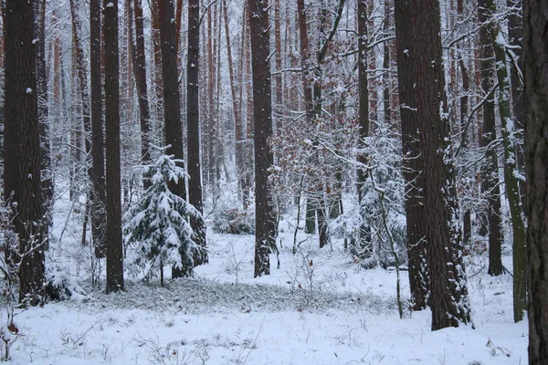 Besneeuwde Bomen Het Bos — Stockfoto