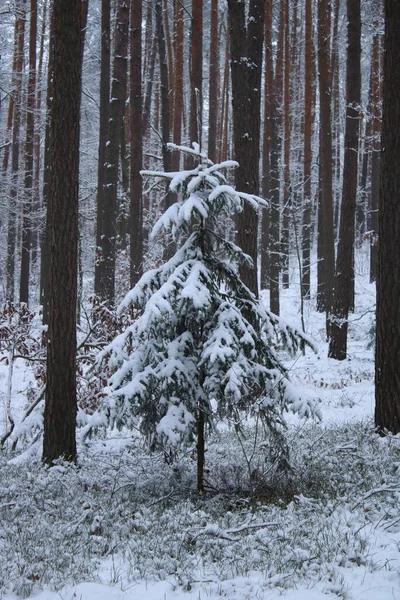 Besneeuwde Bomen Het Bos — Stockfoto
