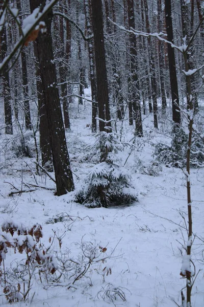 Snötäckta Träd Skogen — Stockfoto