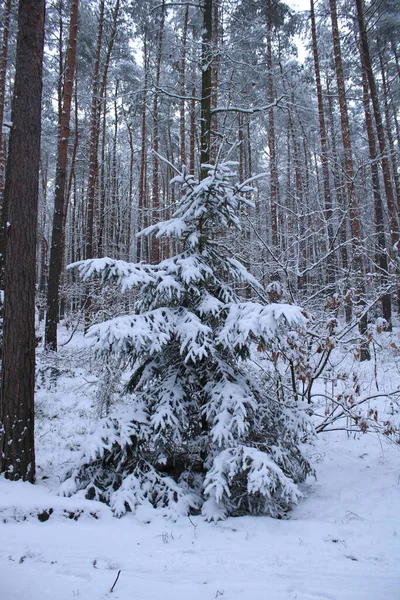 Arbres Couverts Neige Dans Forêt — Photo