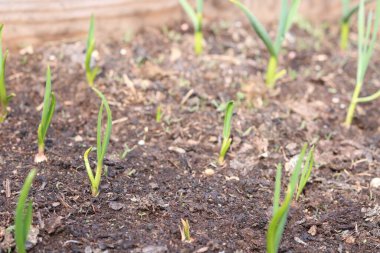 Kışın yetişen sarımsak yetiştirme.