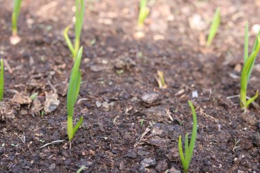 Kışın yetişen sarımsak yetiştirme.
