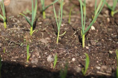 Kışın yetişen sarımsak yetiştirme.